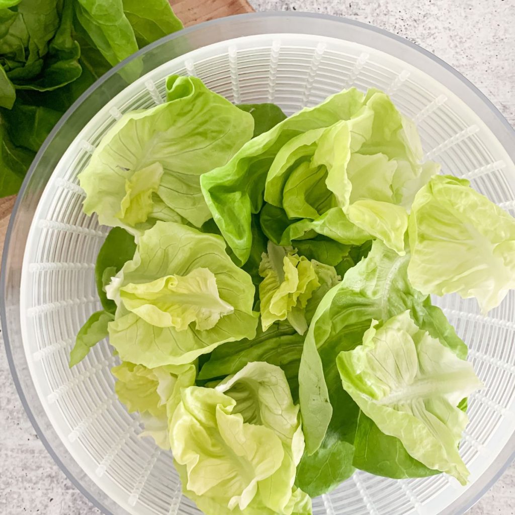 Washed butter lettuce leaves in a salad spinner.