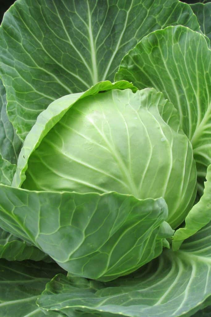 What Goes With Cabbage? A Nourishing Plate