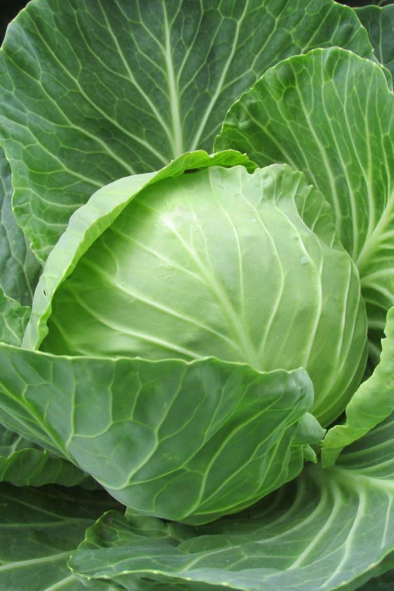 What Goes With Cabbage? A Nourishing Plate