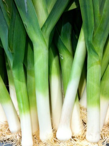 Several large leeks with hairy roots standing upright on a shelf.