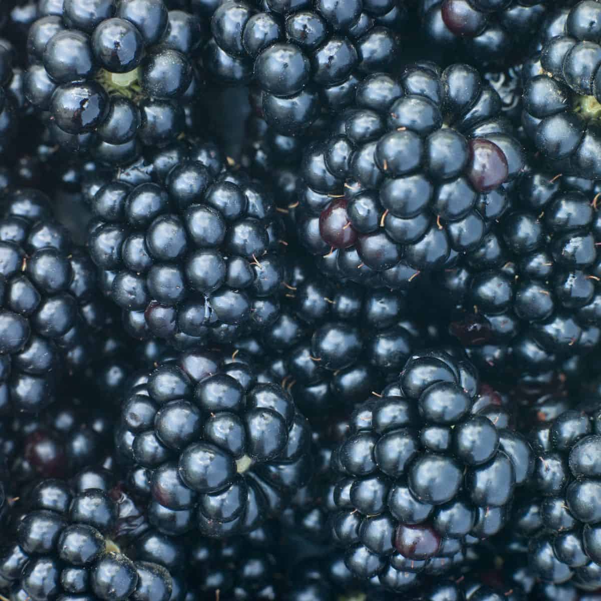 What Goes With Blackberries? A Nourishing Plate