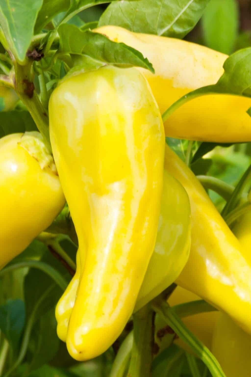 Bell Pepper Substitute 8 Best Alternatives A Nourishing Plate