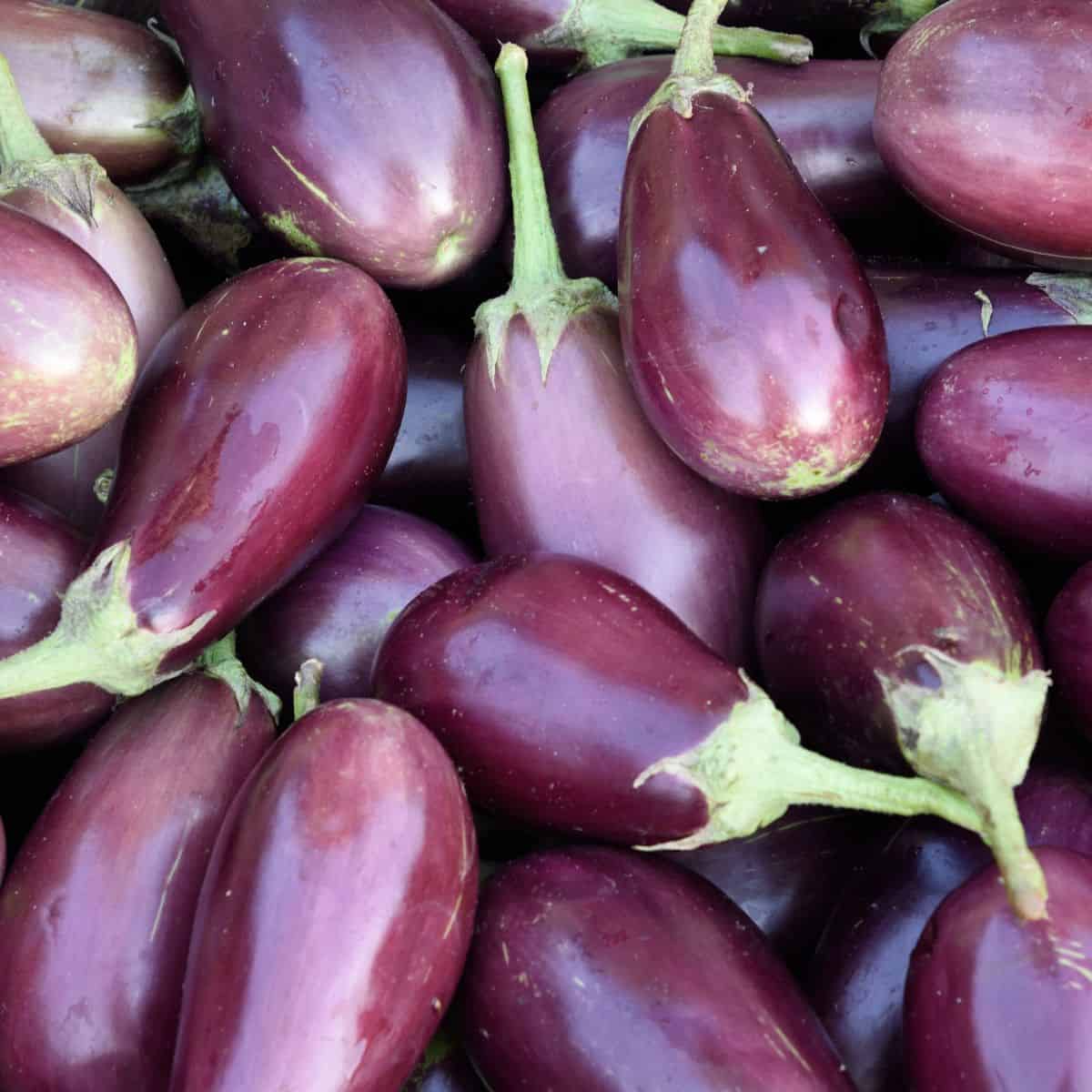 Eggplant Substitute 9 Best Substitutes For Eggplant A Nourishing Plate